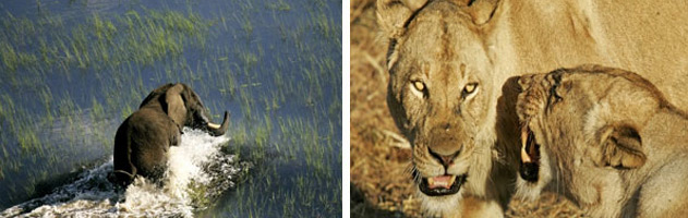 Busanga-Bush-Camp-2