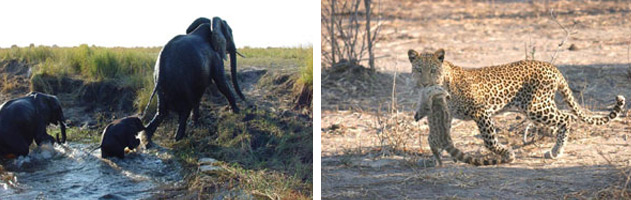Chobe-Safari-Lodge1