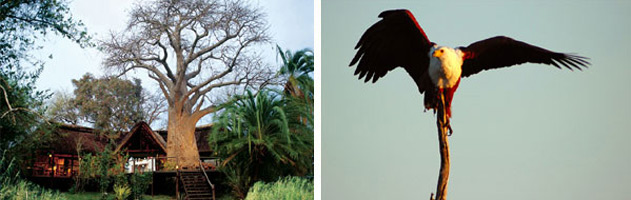 Impalila-Island-Lodge-2