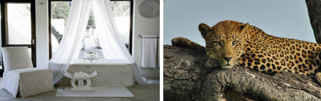 Londolozi-Tree-Camp-3