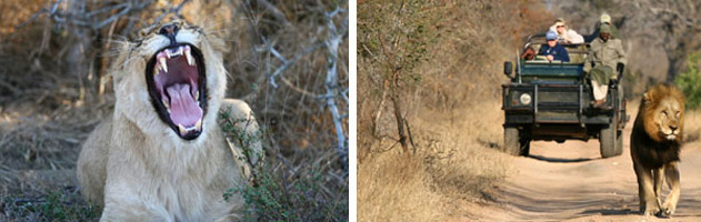 Thornybush-Game-Lodge-3
