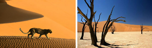 namibia-3 cape-diversity-namibia