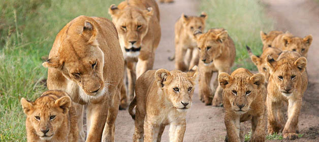 Kenya 7